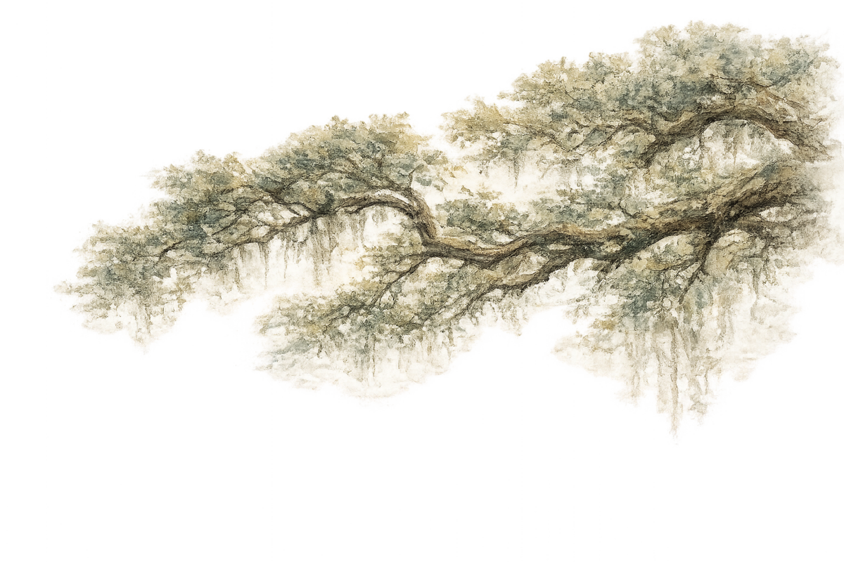 Watercolor illustration of a live oak branch with Spanish moss